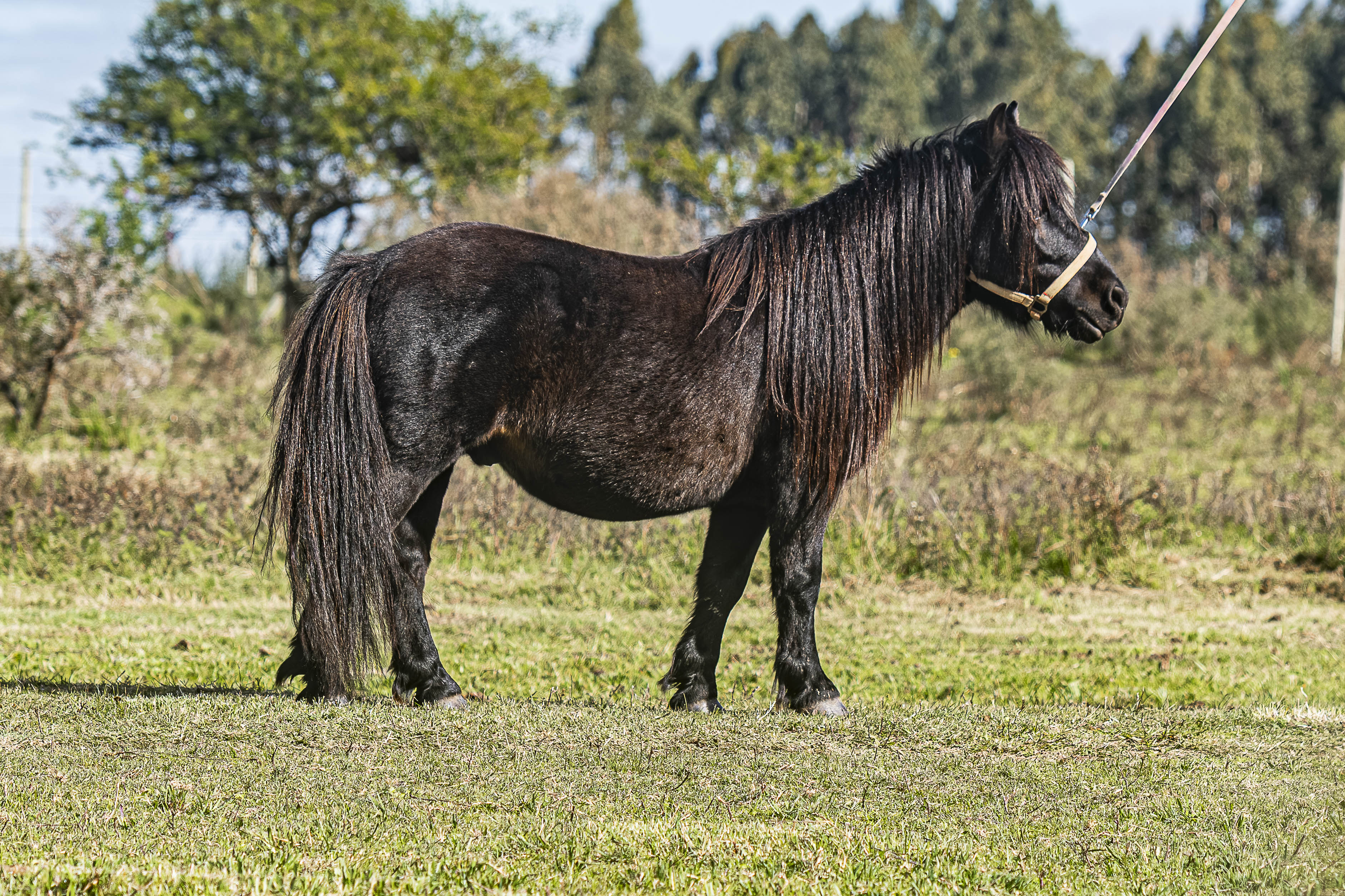 Padrillo BB Tropero (Cabron) - Cabaña SHR Poni Shetland Uruguay